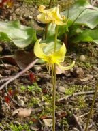 Erythronium KondoJPG